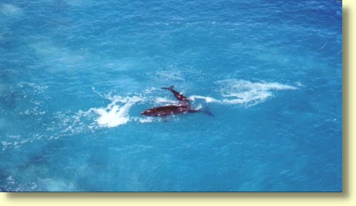 Female Southern Right Whale  feeding calf